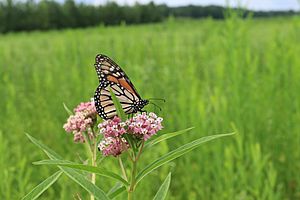 Monarch on milkweed (36440924066)