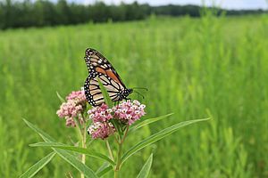 Milkweed Facts for Kids