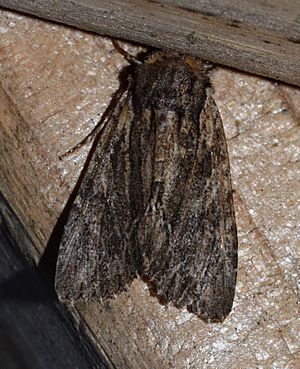 Morrisonia confusa - Confused Woodgrain Moth (13969518309).jpg