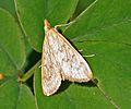 Moth from Spilomelinae under Crambidae W IMG 2758