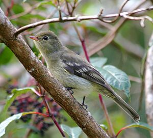 Mountain Elaenia