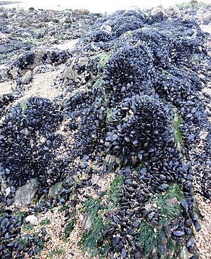 Mussels on rock