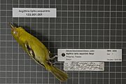 Naturalis Biodiversity Center - RMNH.AVES.92894 1 - Aegithina tiphia aequanimis Bangs, 1922 - Irenidae - bird skin specimen