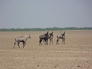Nilgai group at Little Rann of kutch