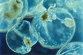 Noctiluca scintillans varias