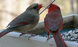 Northern Cardinal Pair-27527