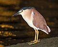 Nycticorax caledonicus - Sydney Olympic Park