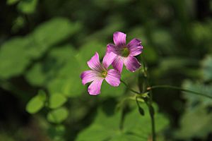 Oxalis corymbosa - flower view 01