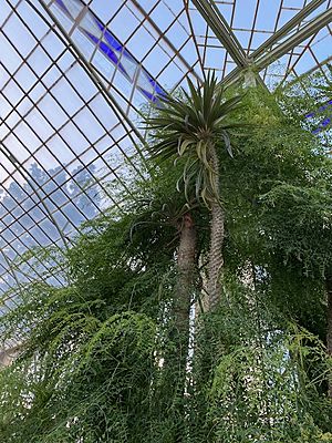 Palm House interior, Adelaide Botanic Gardens