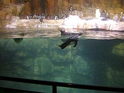 Penguins at the Henry Doorly Zoo and Aquarium
