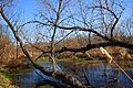 Pond off of the Bugline Trail - panoramio