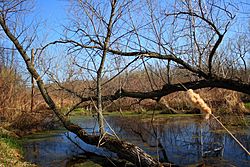 Pond off of the Bugline Trail - panoramio.jpg