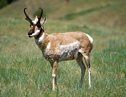 Pronghorn Antelope USFWS