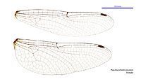 Pseudocordulia circularis female wings (34249224513)