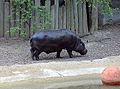 Pygmy hippopotamus at Brookfield Zoo