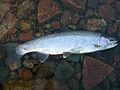 Rainbow trout 'Steelhead' (St. Mary's Rapids) 2