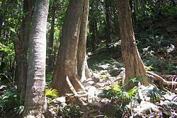 Rainforest Mount Keira - Australia