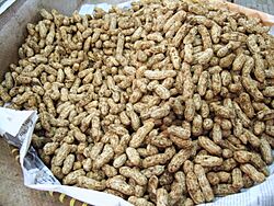 Raw peanuts.JPG