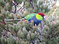 Red-capped Parrot - James Mustafa