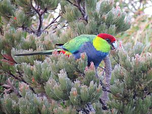 Red-capped Parrot - James Mustafa.jpg