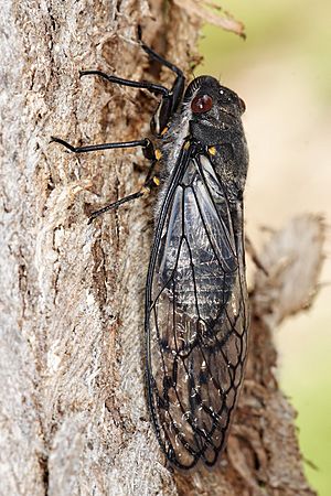 Redeye cicada02