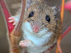 Rhus typhina-Peromyscus leucopus-female