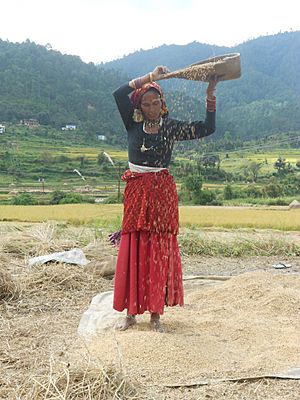 Rice winnowing, Uttarakhand, India
