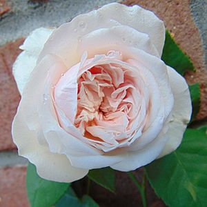 Rosa 'Souvenir de la Malmaison' 1