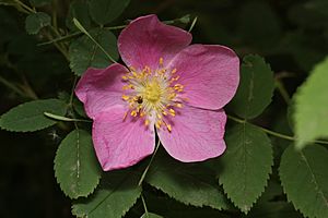 Rosa acicularis 8448.JPG