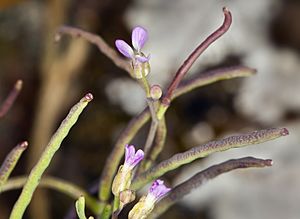 Sibara filifolia (Santa Cruz Island winged rockcress) (5628843295).jpg
