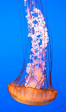 Singular Sea Nettle (cropped).jpg
