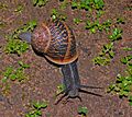 Snail-wiki-120-Zachi-Evenor