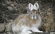 Snowshoe hare transitional coloring