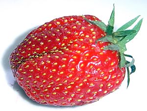 Strawberry gariguette DSC03063