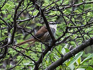 Synallaxis hypochondriaca - Great Spinetail.jpg