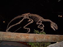 Tanycolagreus topwilsoni skeleton