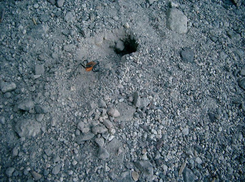 Tarantula hawk digging