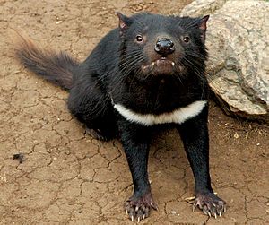 Tasmanian devil head on