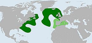 Teuthowenia megalops distribution.jpg