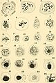 The American journal of anatomy (1907-1908) (18154548025)