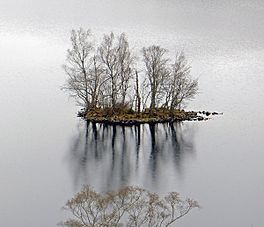 A small island of trees in a lake