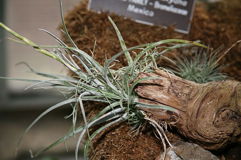 Tillandsia karwinskyana
