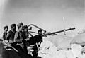 Un mulo nelle linee retrostanti al fronte di Tobruch nell 1941