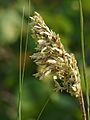 Uniola paniculata (plume)