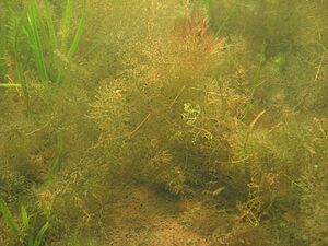 Utricularia inflata 01