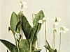 Viola primulifolia WFNY-140A-4x3