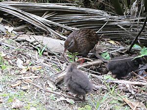 Weka & chicks (6706342973)