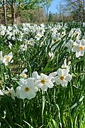 Willowwood Arboretum, Chester Township, NJ - daffodils