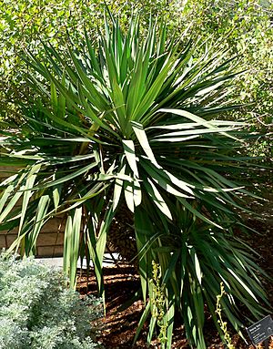 Yucca recurvifolia form.jpg
