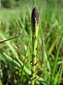 20150422Equisetum palustre1